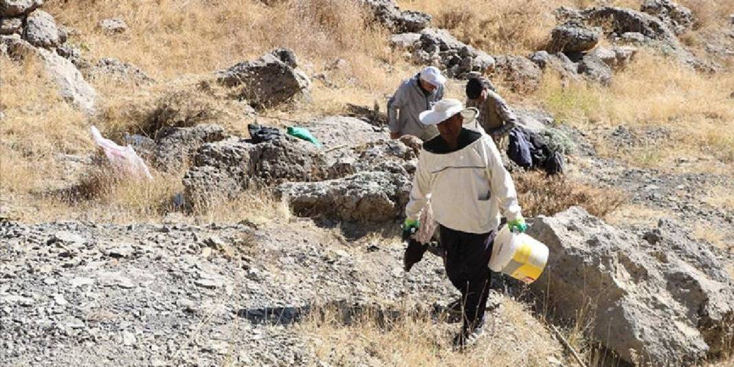 Terör onları köylerinden ayırdı yıllar sonra dönüş başladı! Kilometreler süren yoldan gelen kazanç: Kilosu 7.000 TL! 2